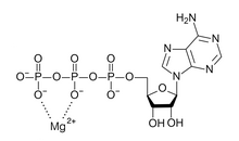 Magnesium-adenosine triphosphate ionic mixture, what is often just called adenosine triphosphate colloquially in biology Kompleks MgATF 2-.png