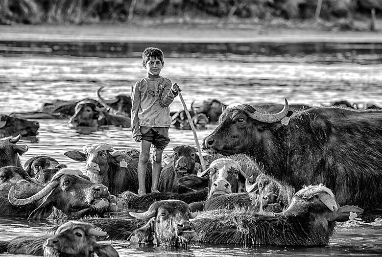 Little buffalo herder by Alisabih