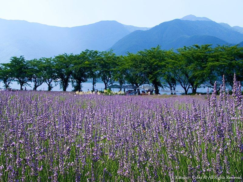 File:ラベンダーと夏の湖(Field of Lavender in Kawaguchiko) 17 Jul, 2015 - panoramio.jpg