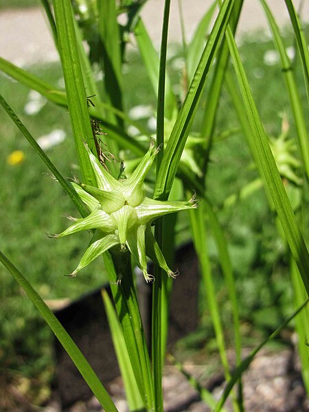 File:狼牙棒薹草 Carex grayi -維也納大學植物園 Vienna University Botanical Garden- (28537687075).jpg