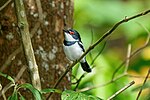 Miniatura para Platysteira cyanea