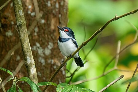 Platysteira cyanea (Brown-throated wattle-eye) ♂