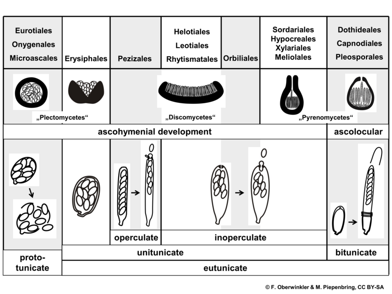 File:04 03 05 morphological groups, orders, Ascomycota (M. Piepenbring).png