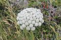 093 (Daucus carota subsp. hispanicus)