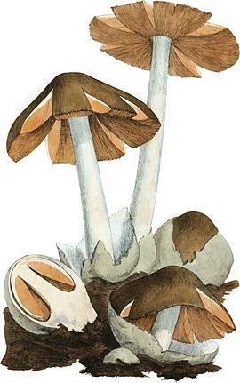 Volvariella volvacea