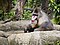 Singapore Zoo Mandrill