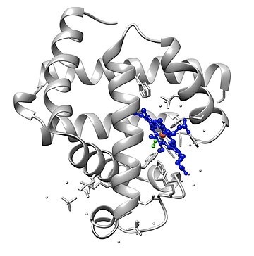 Myoglobine