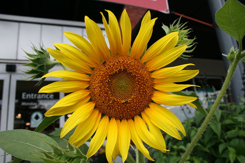 File:2008-07-07 Sunflower at Whole Foods Market in Durham.jpg