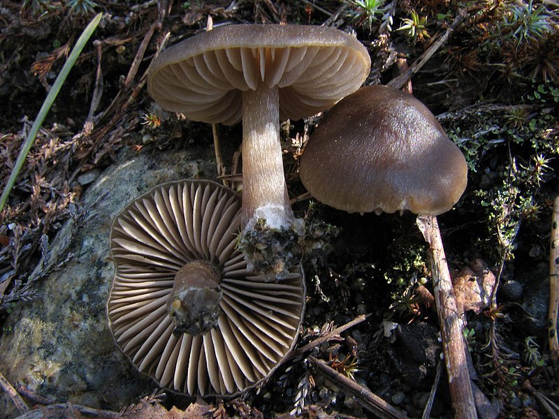 File:2012-05-16 Entoloma vernum S. Lundell 219689.jpg