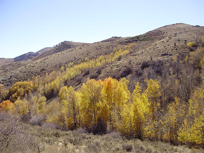 File:2012-10-18 009 Aspen in Harrison Pass.jpg