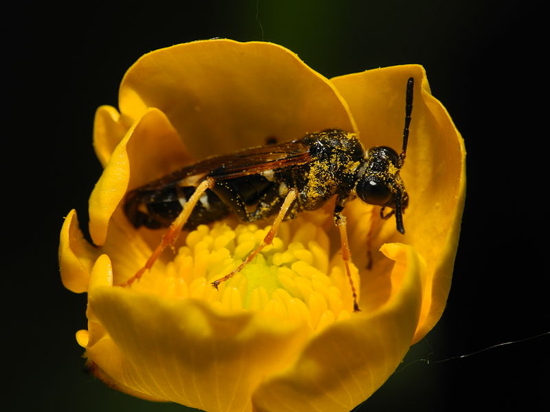 File:2013-05-14 15-19-49-Hymenoptera.JPG