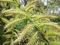 Silber-Weide (Salix alba)