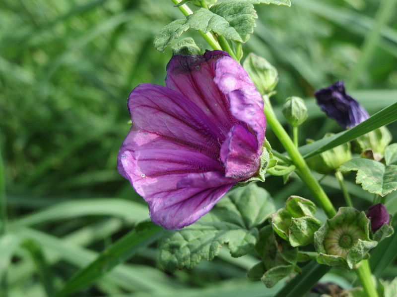 File:20140809Malva sylvestris1.jpg