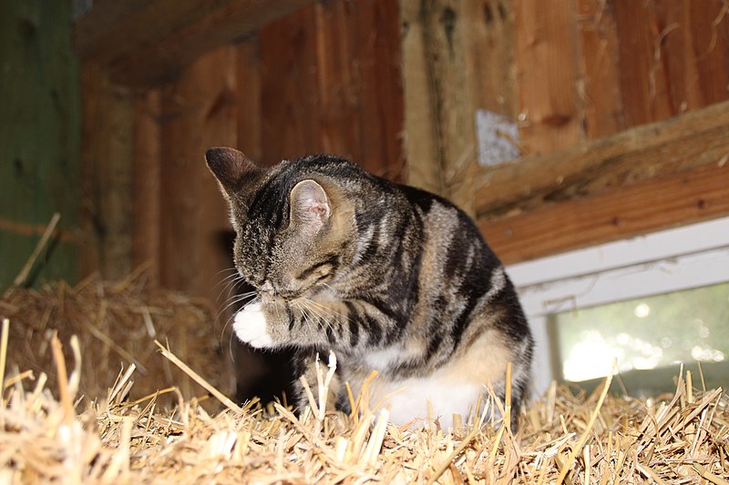 File:2015-08-17 Hauskatze Fehmarn 04.jpg