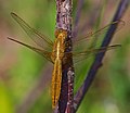 Feuerlibelle - Crocothemis erythraea, Weibchen