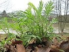 20180121Tanacetum vulgare2.jpg