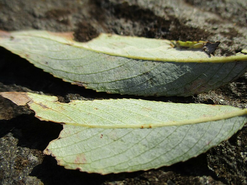 File:20200930Salix fragilis6.jpg