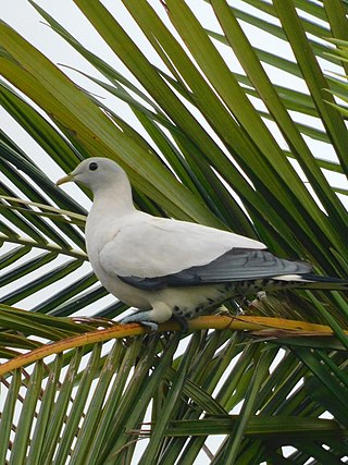 <span class="mw-page-title-main">Torresian imperial pigeon</span> Species of bird