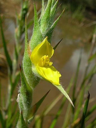 <i>Philydrum</i> Genus of flowering plants