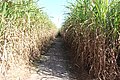 Sugarcane maze path