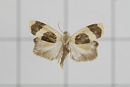 Garudinia simulana