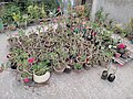 A few plants on a roof in Nawabganj 2