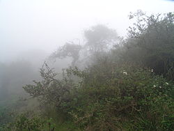 A fog oasis at the Atiquipa Lomas, Peru.jpg