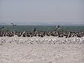 Great cormorants and seagulls on the Belosaraysk Spit.