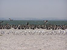 Great cormorants and seagulls on the Belosaraysk Spit. Ab bird 023.jpg