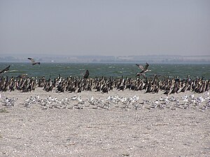 Sea Of Azov