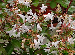 Abelia grandiflora A.jpg