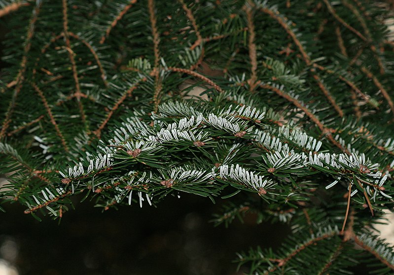 File:Abies fargesii - foliage.jpg