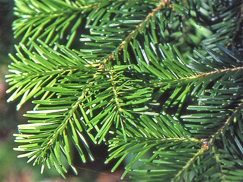 Abies veitchii2.JPG