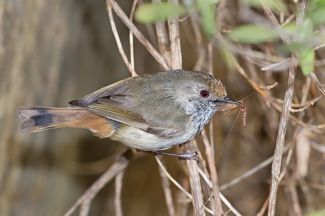 Acanthiza pusilla