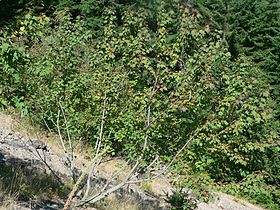 Douglas Maple (Acer glabrum)