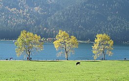 Ein Feld und drei Bäume, mit einem See und einer Hügelkette dahinter