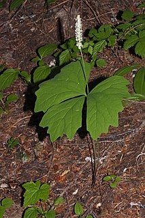 Achlys (plant)