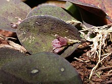 Acianthera rostellata.jpg