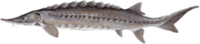 The sturgeon Acipenser oxyrhynchus has a cartilaginous endoskeleton
