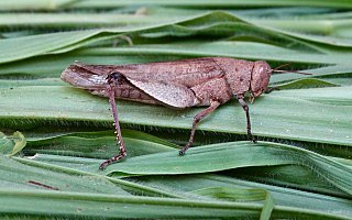 <i>Acridoderes</i> Genus of grasshoppers