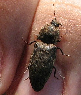 Adelocera murina