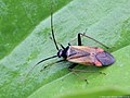 Adelphocoris seticornis (Fabricius, 1775)