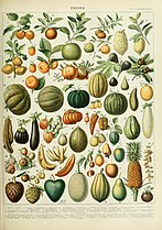Adolphe Millot fruits B.jpg