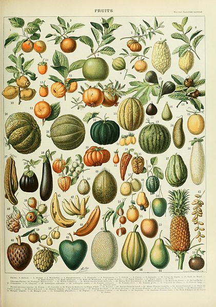 File:Adolphe Millot fruits B.jpg