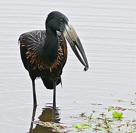 African Openbill holding a snail with the tip of its bill