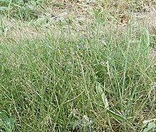 Agrostis castellana.jpg