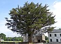 * Nomination Monterey Cypress Cupressus macrocarpa at church of Santa María of Xermade, Lugo. --Elisardojm 09:23, 14 November 2014 (UTC) * Decline Blown sky on a easy stationary subject. --Ram-Man 02:52, 19 November 2014 (UTC)