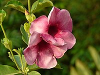 Allamanda blanchetii