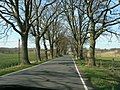 eine Allee auf Rügen