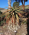 Aloe ferox - Leaning Pine Arboretum - DSC05742.JPG